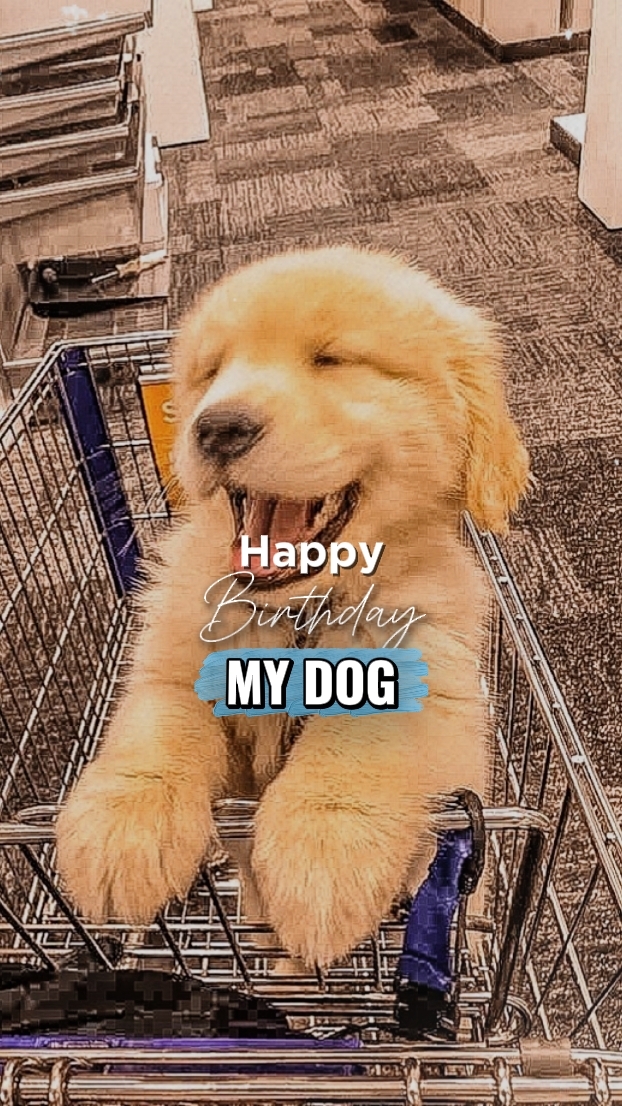 happy birthday dog