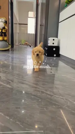 my little dog