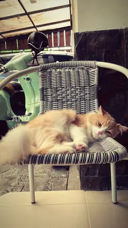 peaches