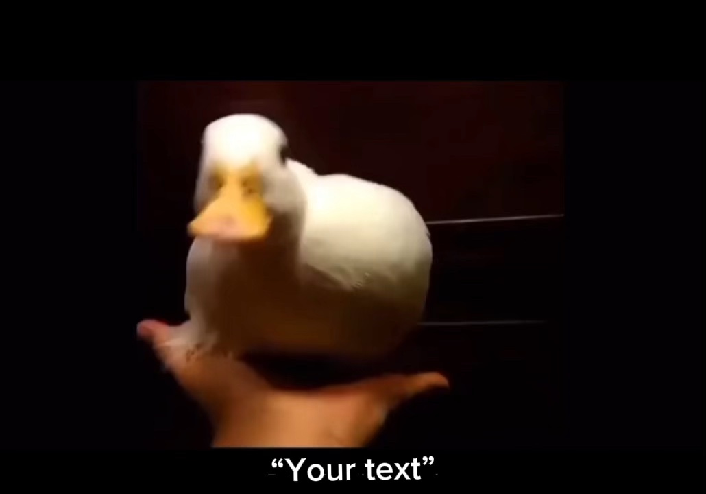 Canard