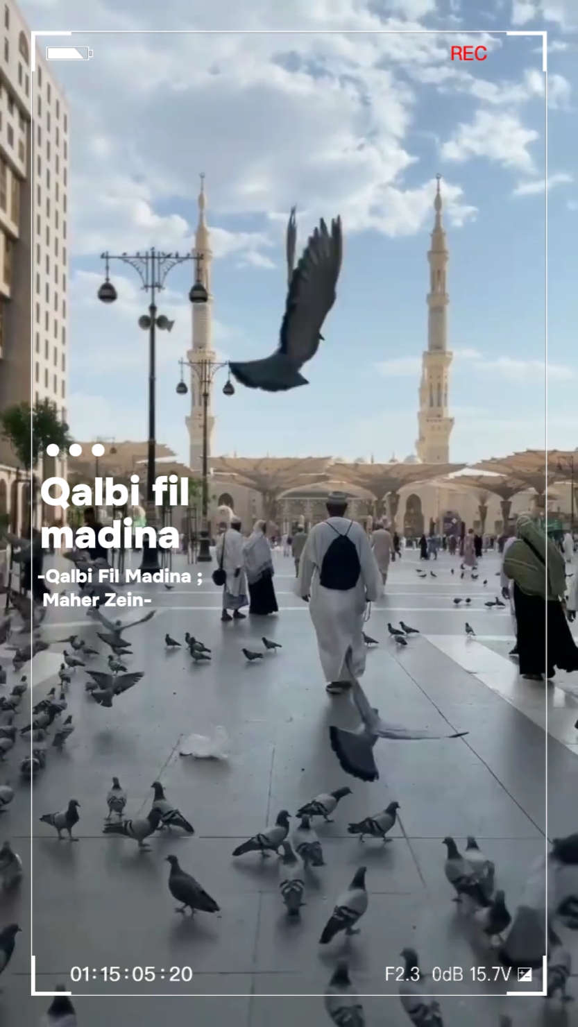 Qalbi fil madina