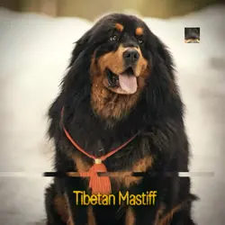 Tibetan Mastiff