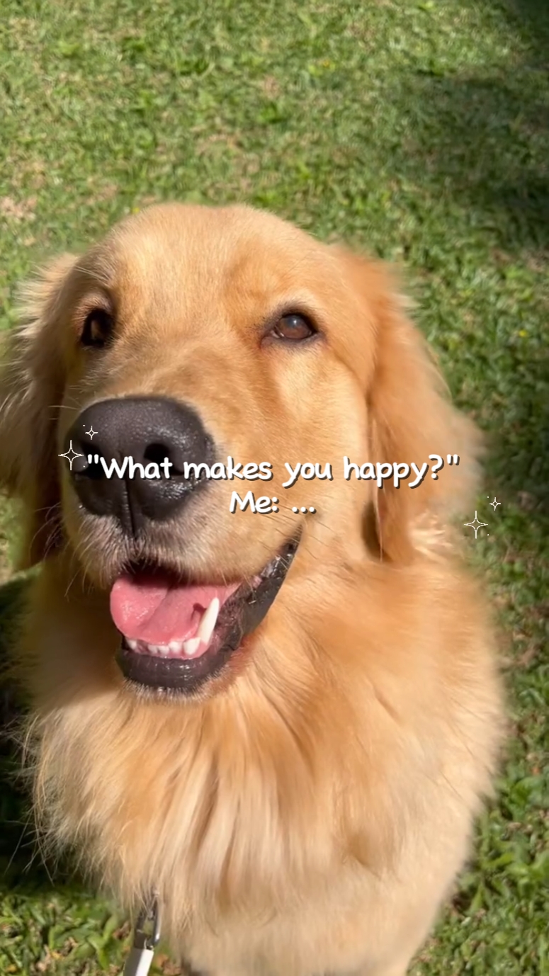 Feliz: resumen de mascotas