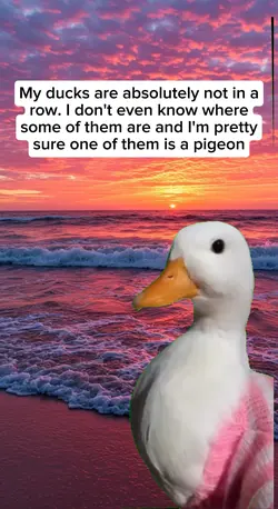 meme