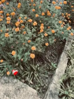 1video livephoto