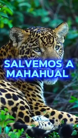 Salvemos a Mahahual