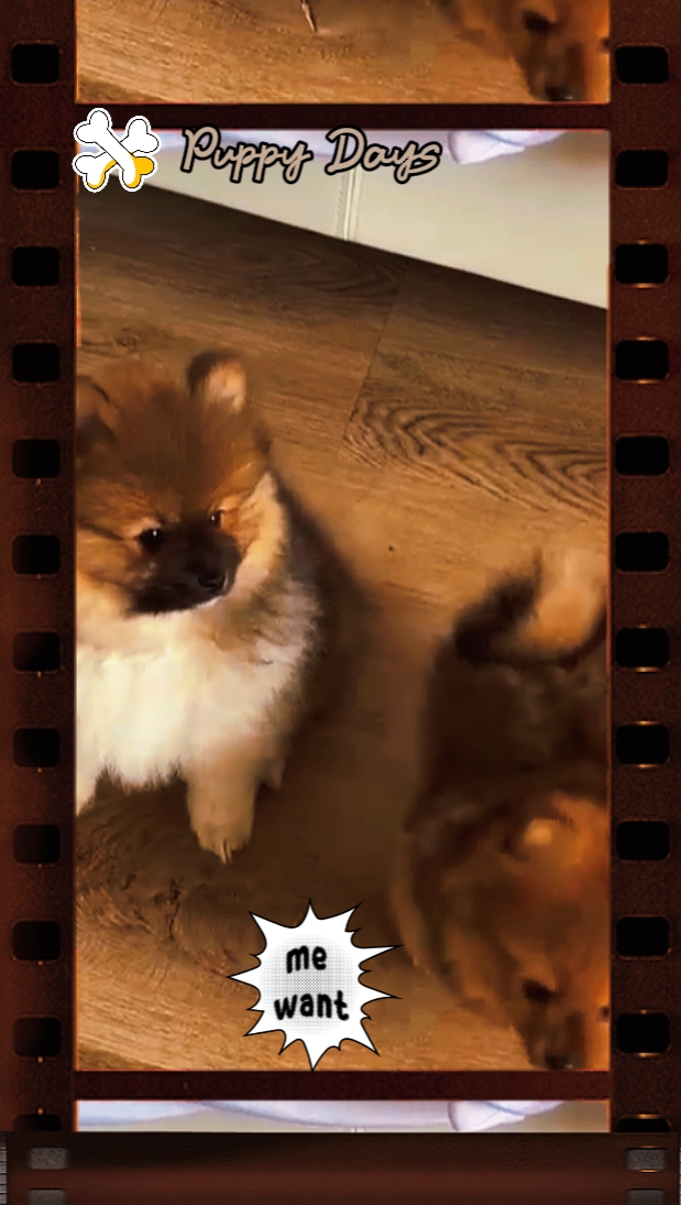 Días de cachorros