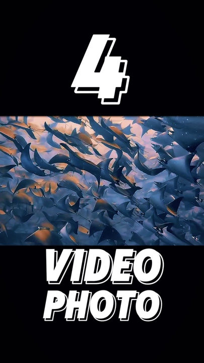 4 clip o foto 