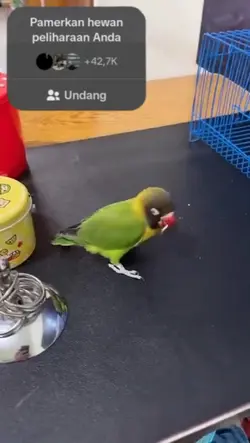spil dong hewannya