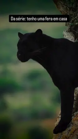 Uma fera!!