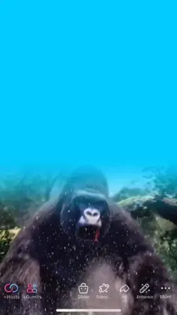 Gorila tiktok