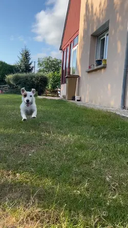 Ralenti chien 