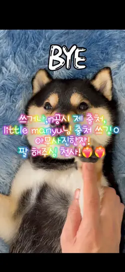 강아지!