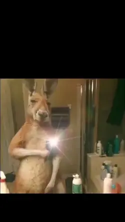kangaroo funny dance