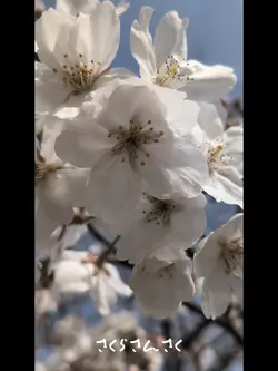 さくら散策