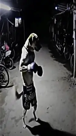 dog boxing