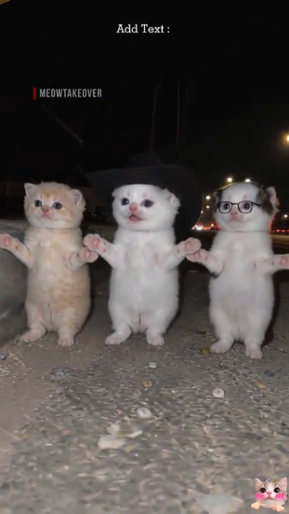Chat de danse drôle. 