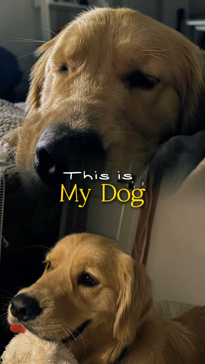 This is my dog