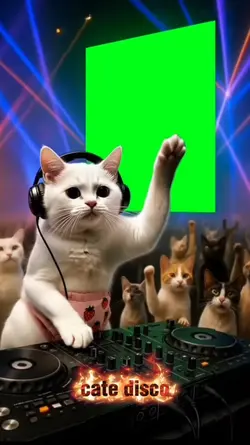 cate disco 