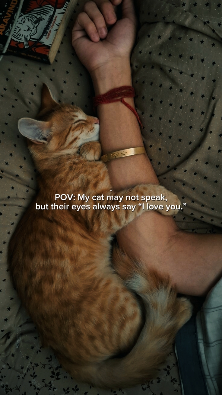 Chat d'amour