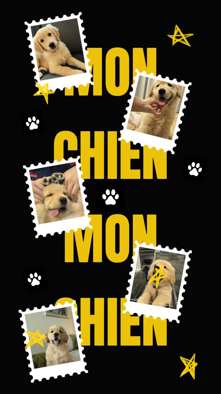 Mon chien 💫