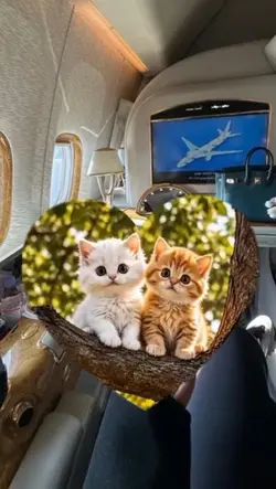 kucing viral