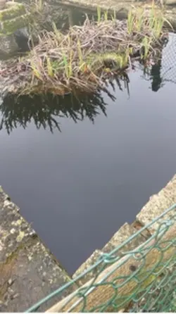 Name Christmas tree!