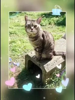 ペットが上手にフラフープをまわしてみた