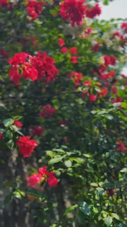 Slowmotion video 🌸🌼