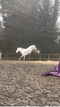 Equestrian slomo