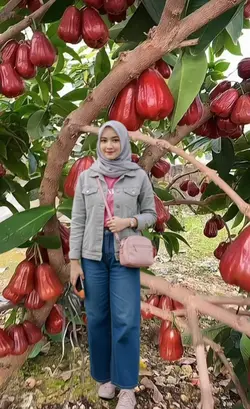 di pohon jambu