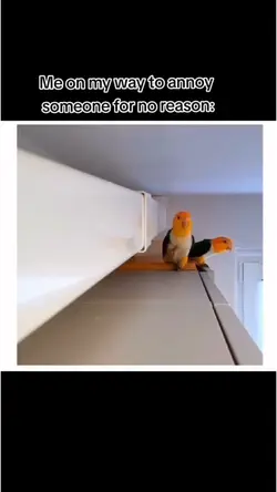 funny Bird 