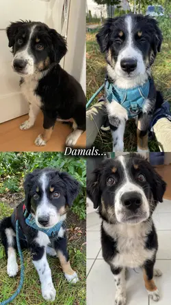 Damal vs. Jetzt Hund