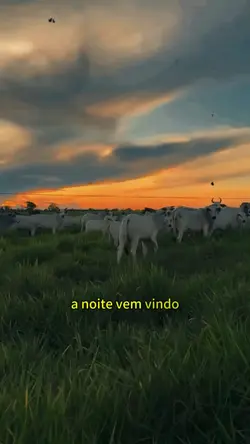 A noite vem vindo 