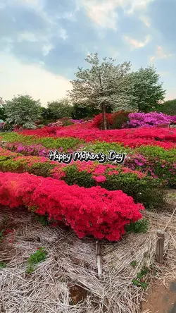 母の日おめでとう