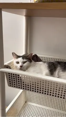 Kucing kesal 
