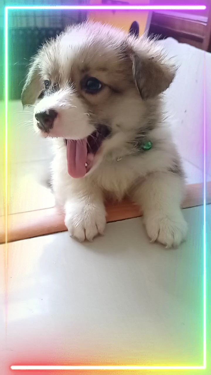 Mein kleiner Hund