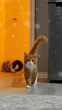 cute walking