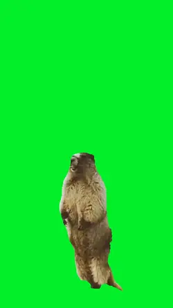 marmot scream
