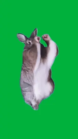 Rabbit 