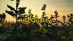 Cinematic Hd Quality