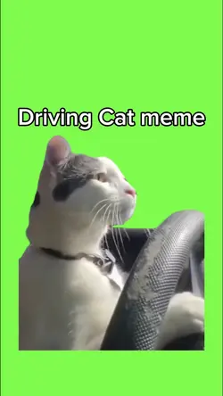 Driving Cat Meme