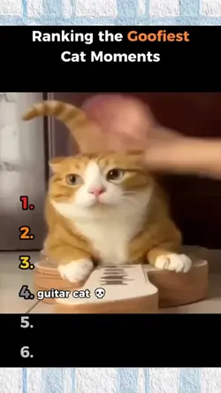 Goofiest Cat Moments