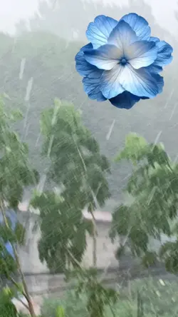 Petal 
