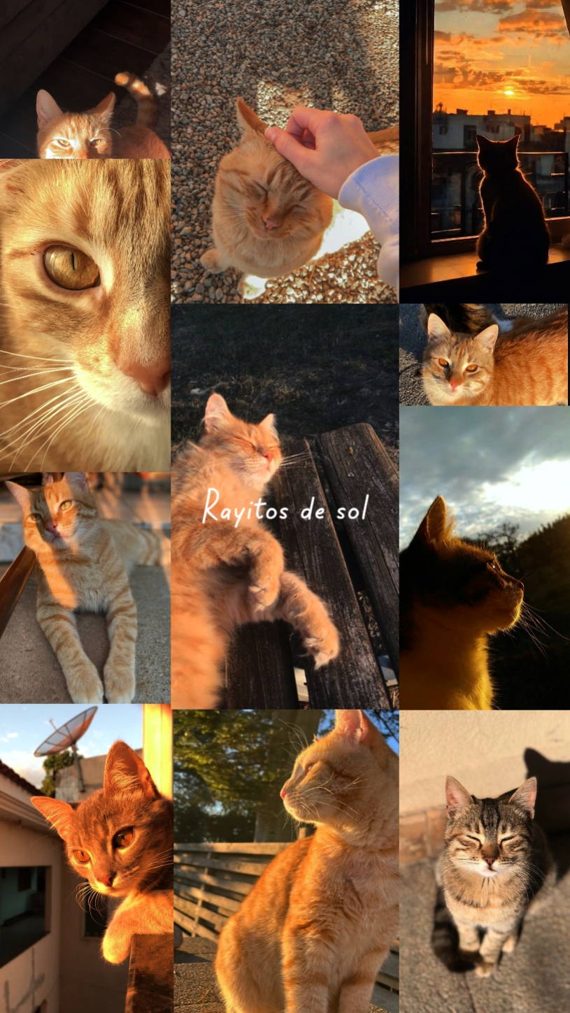 Colagem Gatos