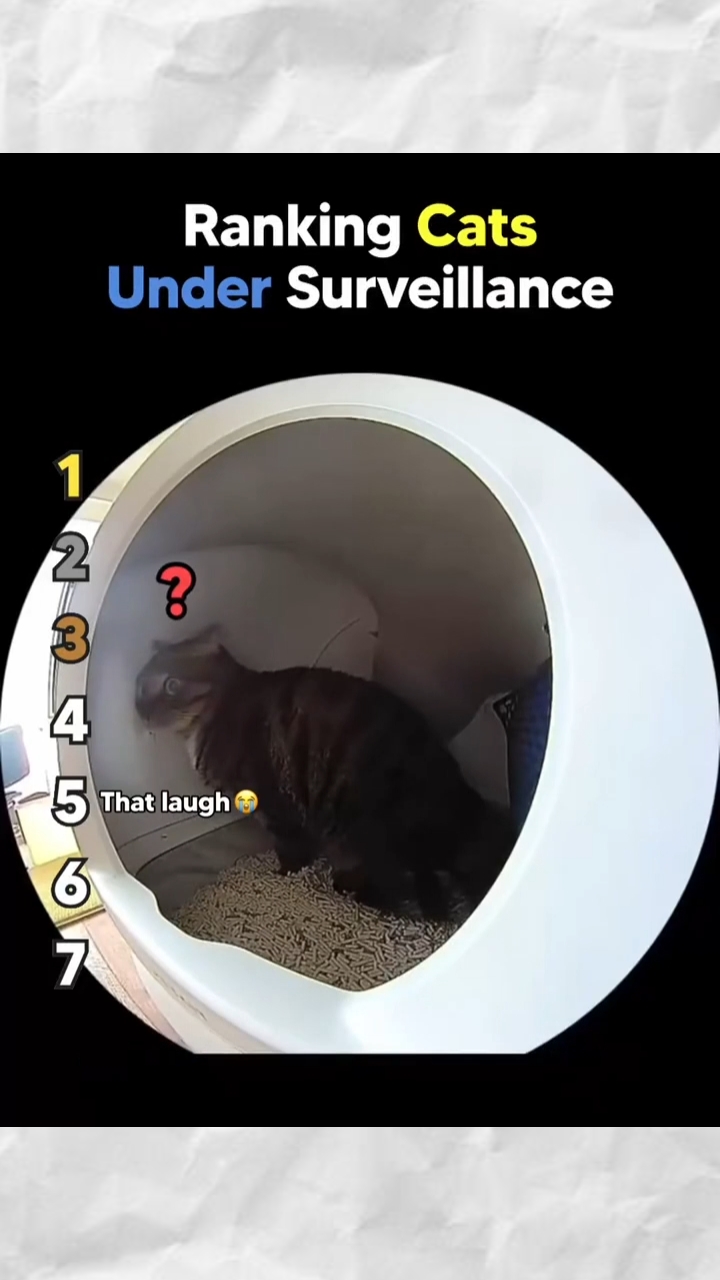 cats surveillance