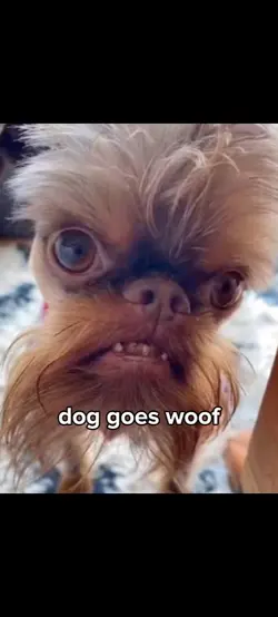 Dog goes woof