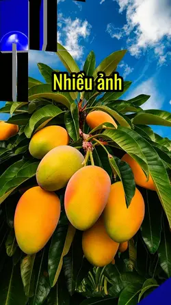 Mẫu nhiều ảnh B30825
