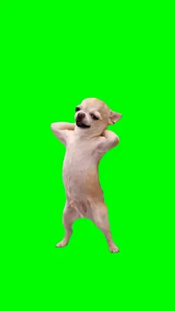 Dog meme