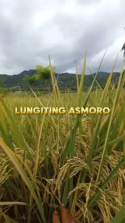 LUNGITENG ASMORO